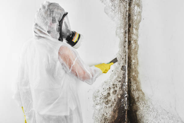 Mold Testing and Removal in Lafourche Crossing, LA