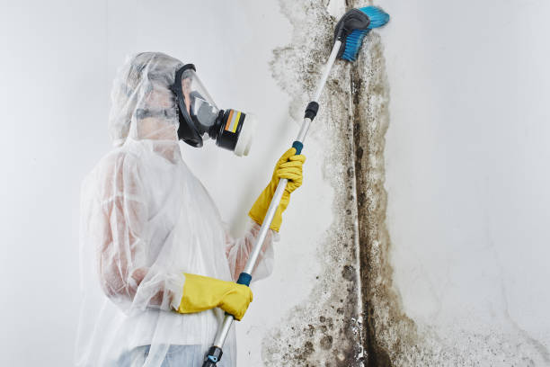Best Best Mold Removal Companies  in Fourche Crossing, LA