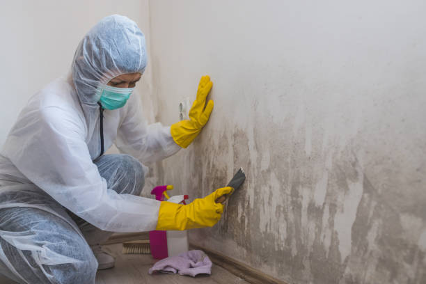 Best Certified Mold Removal  in Fourche Crossing, LA