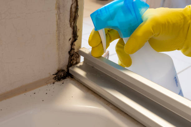 Best Mold Removal Near Me  in Fourche Crossing, LA