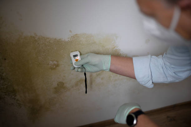 Best Affordable Mold Removal  in Fourche Crossing, LA