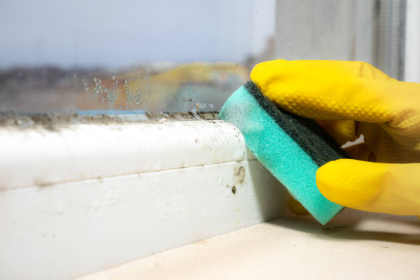 Best Office Mold Removal Services  in Fourche Crossing, LA