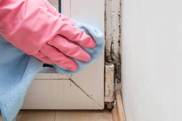 Lafourche Crossing, LA Mold Removal Company